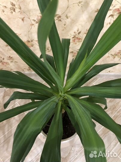 Комнатные растения Юкка