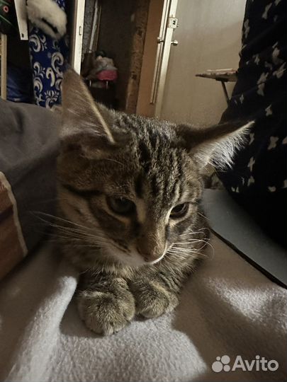 Котенок мальчик