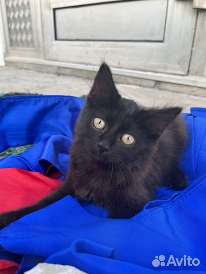 Черный котенок