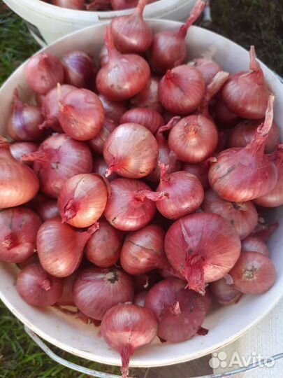 Лук, зелень