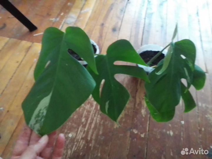 Монстера Альба и минима, Бурле вариегатный фил