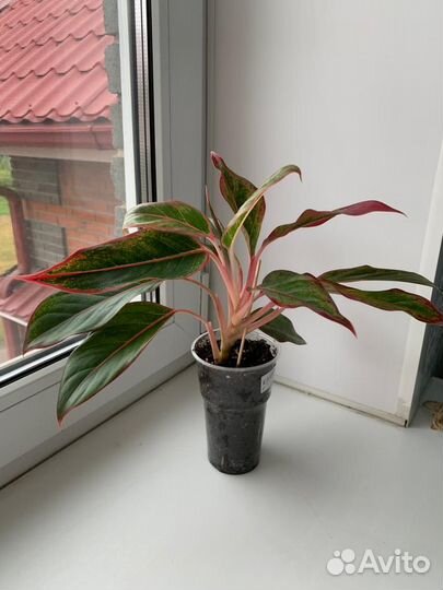 Аглаонема, Традесканция, Фикус