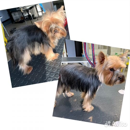 Груминг с вывозом и привозом питомца к клиенту