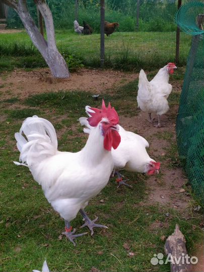 Инкубационное яйцо