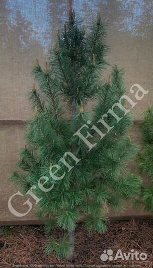 Кедр сибирский, саженцы 2 м