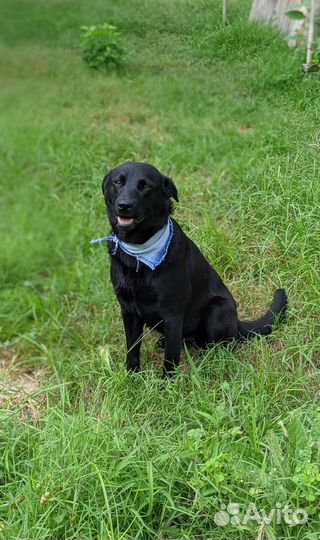 Двортерьер, похожая на лабрадора, но меньше