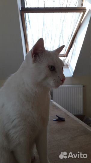 Кошки в добрые руки