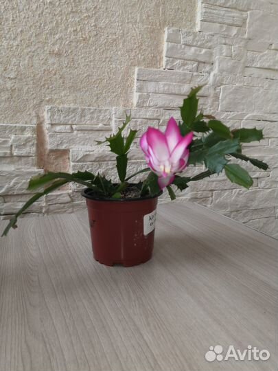 Цветы Декабрист и Эписция