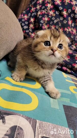 Британские котята