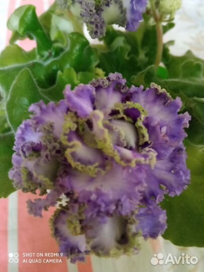 Фиалка сортовая