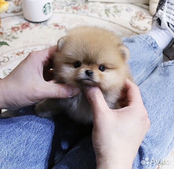 Мини шпицы померанские очень маленькие