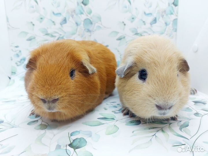 Морская свинка