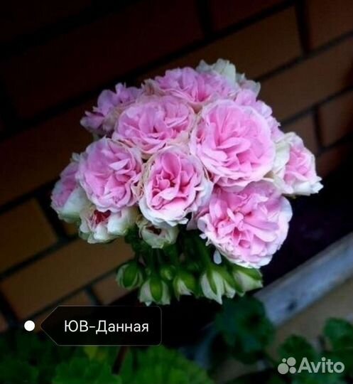 Коллекционные пеларгонии