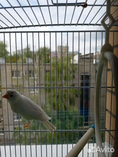 Кенар с клеткой