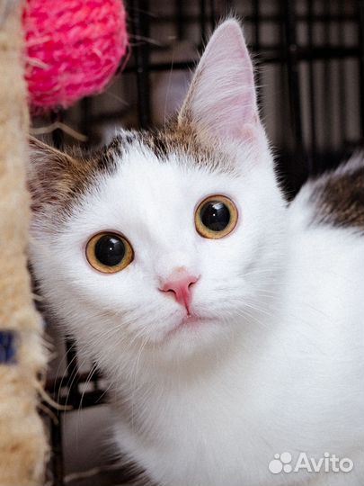 Белая кошка котенок
