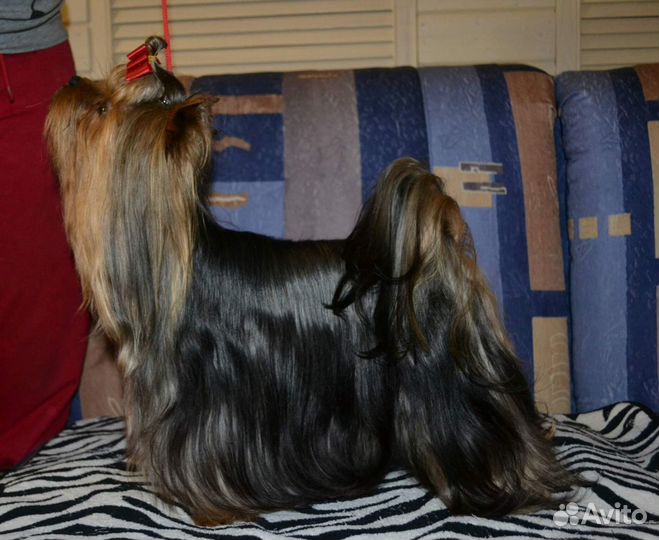 Кобели для вязки