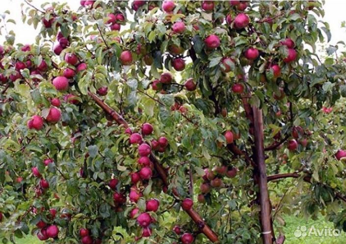 Яблоня Вишневая саженцы