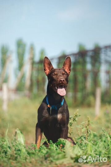 Австралийский келпи