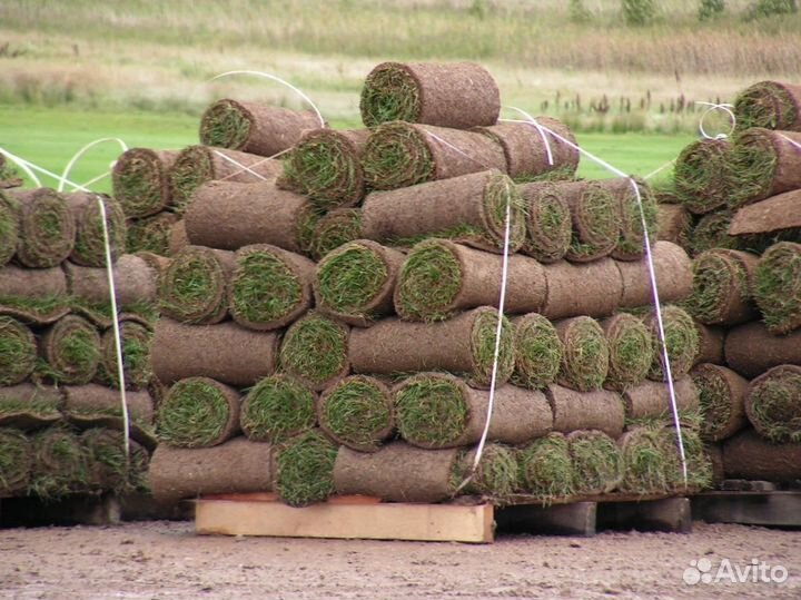 Натуральный рулонный газон