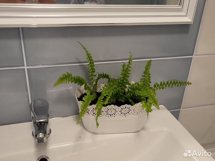 Комнатные растения