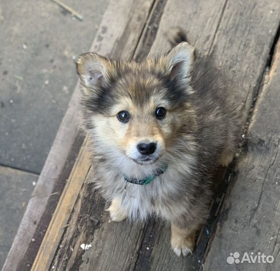 Щенки бесплатно