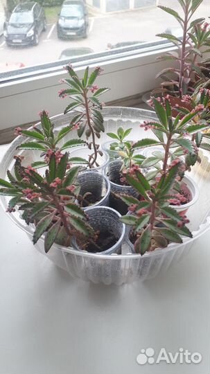 Каланхоэ розовые бабочки, традесканция нанук