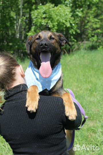 Молодой пёс будет отличным компаньоном