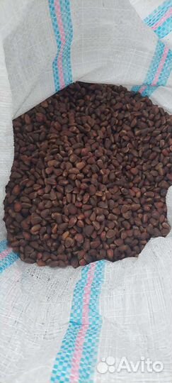 Кедровый орех