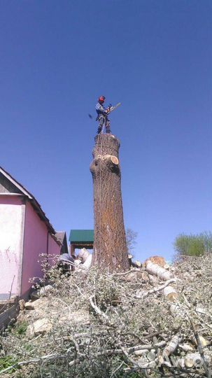 Профессиональный спил деревьев