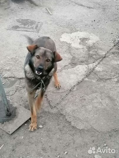 Собака в добрые руки с доплатой