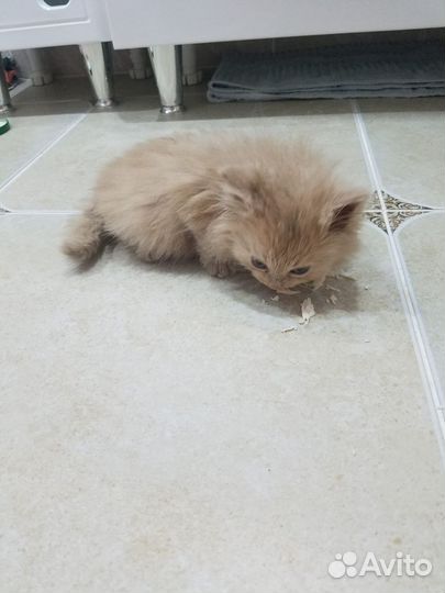 Котенок в добрые руки