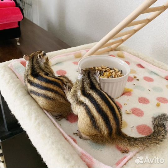 Бурундуки сибирские