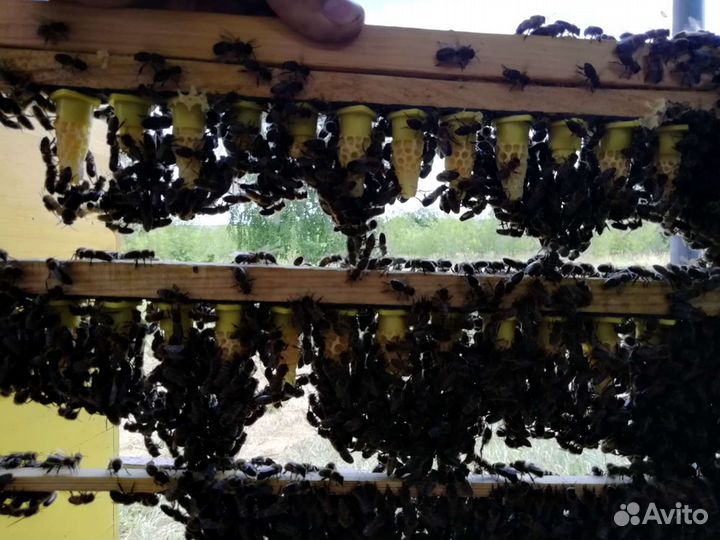 Пчёломатки матки плодные