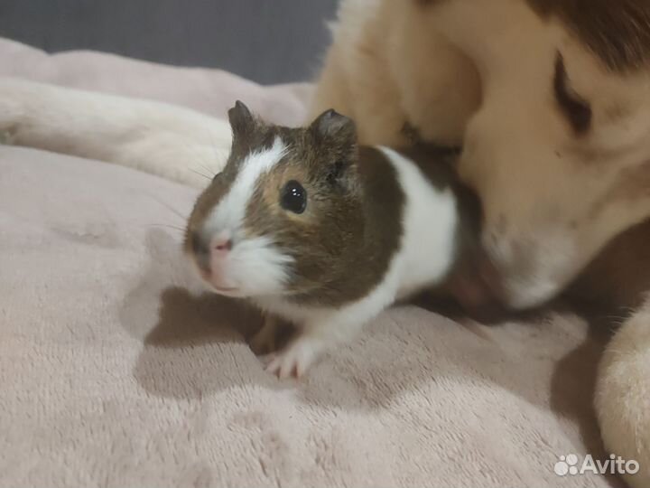 Морская свинка 