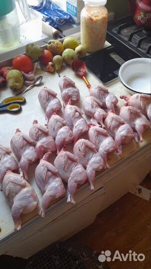 Мясо перепелов свежие