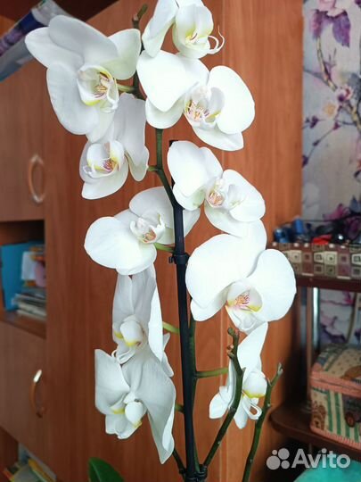 Орхидея фаленопсис