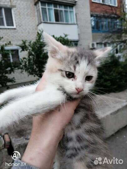 Котенок в добрые руки
