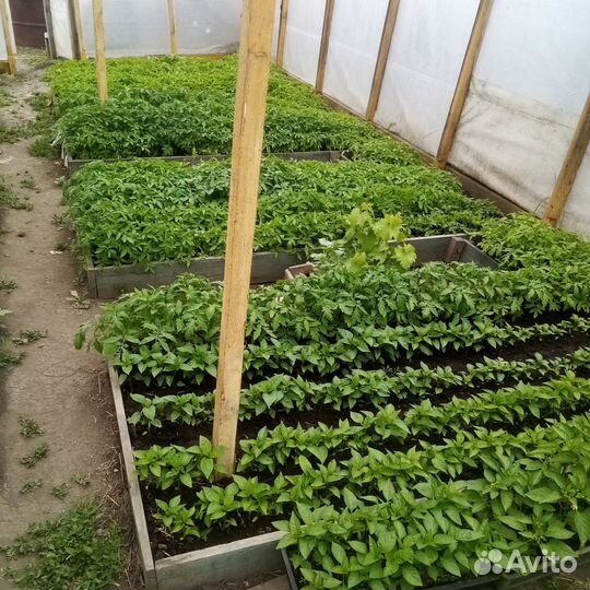 Продам рассаду помидор, перца, капусты, базелик