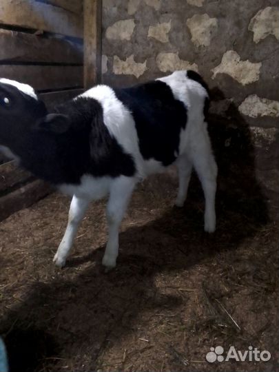 Продам телку