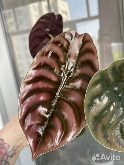 Alocasia cuprea red secret