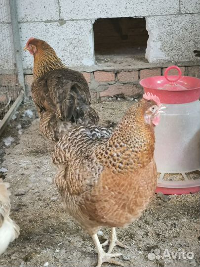 Куры петухи