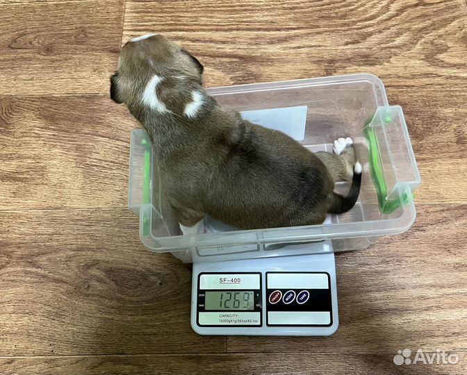 Бронирование крупных щенков амстаф терьера