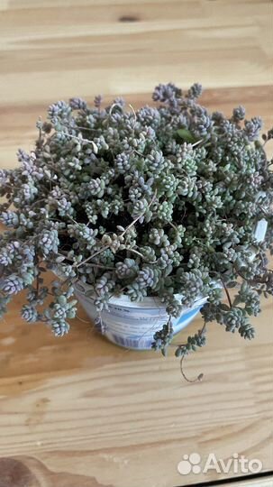 Очиток густолистый (Sedum Dasyphyllum) Седум Дасиф