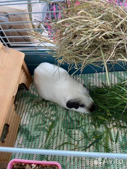 Морская свинка с клеткой