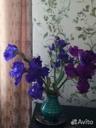 Ирисы бородатые, нарциссы, лилии