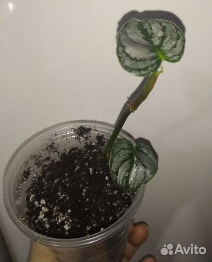 Филодендроны