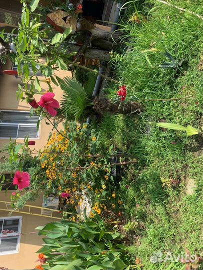 Гибискус сиреневый,белый и красный