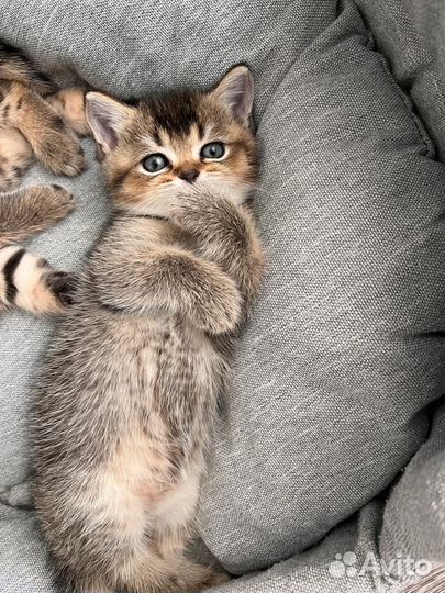 Шотландские котята