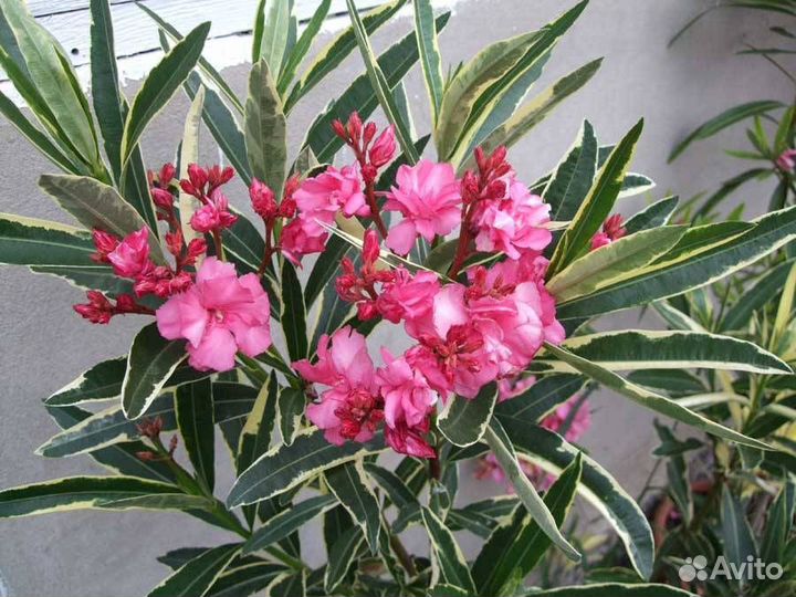 Олеандр, Лагестремия