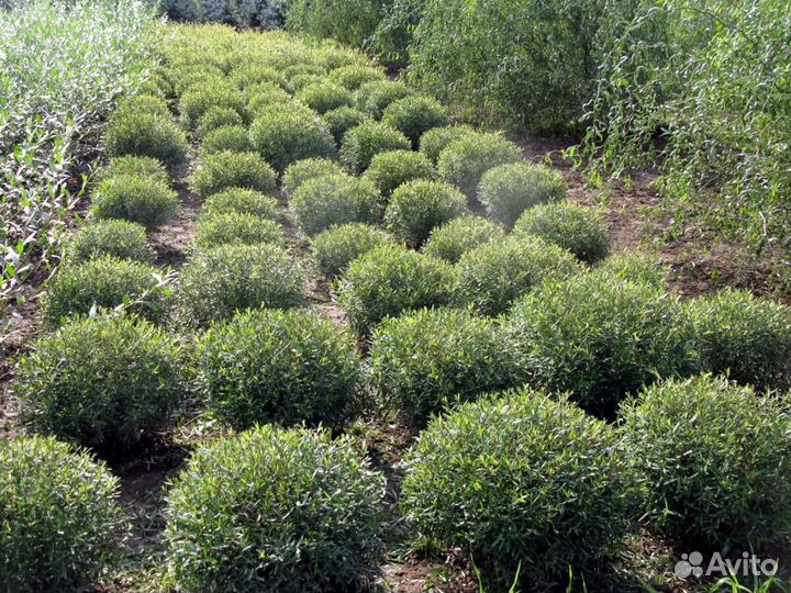 Ива пурпурная Нана